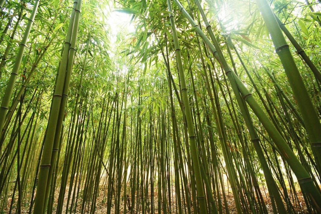 The Bamboo Tree