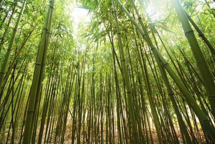 The Bamboo Tree