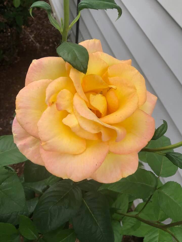 From our Rose Garden