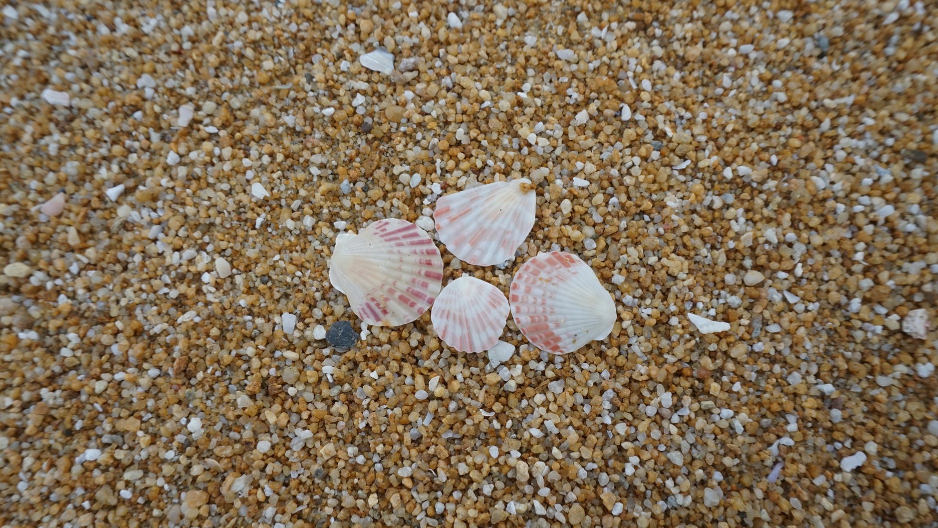 shells on shore