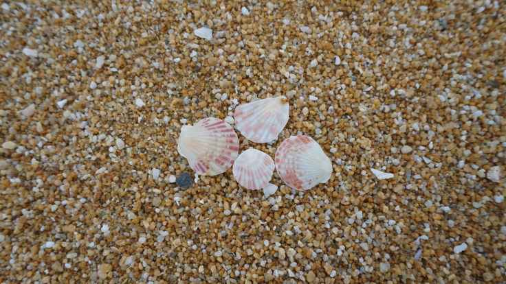 shells on shore