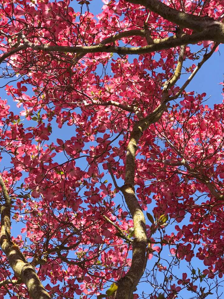 The Dogwood Tree