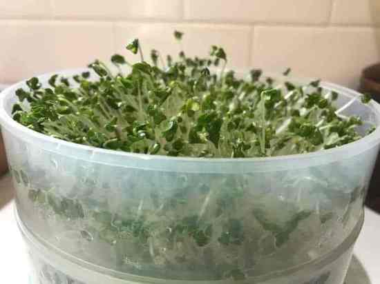 growing sprouts